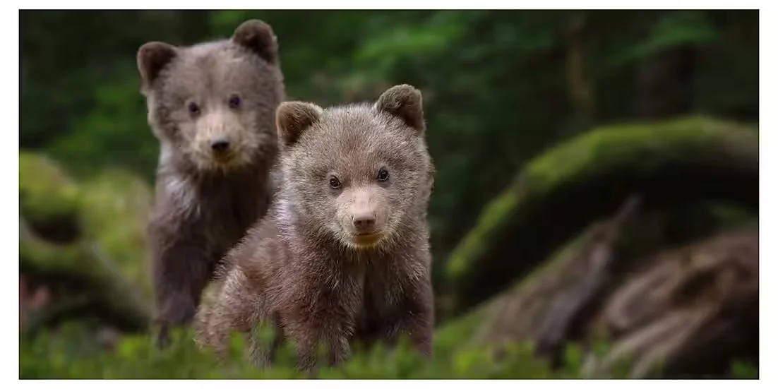 Panorama-Postkarte „Faszination Erde“ – Braunbärenjunge