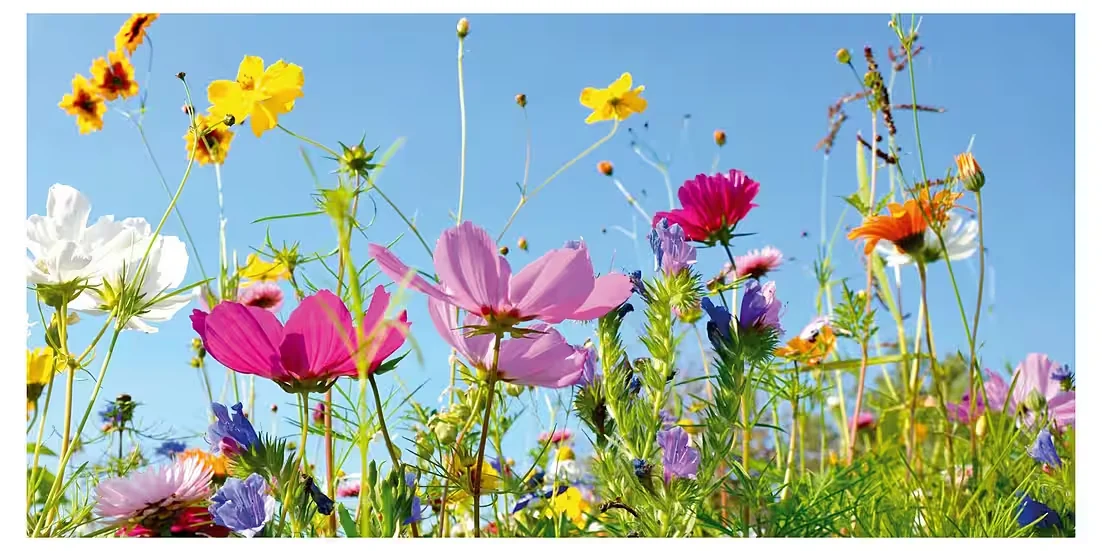 Panorama-Postkarte „Faszination Erde“ – Blumenwiese
