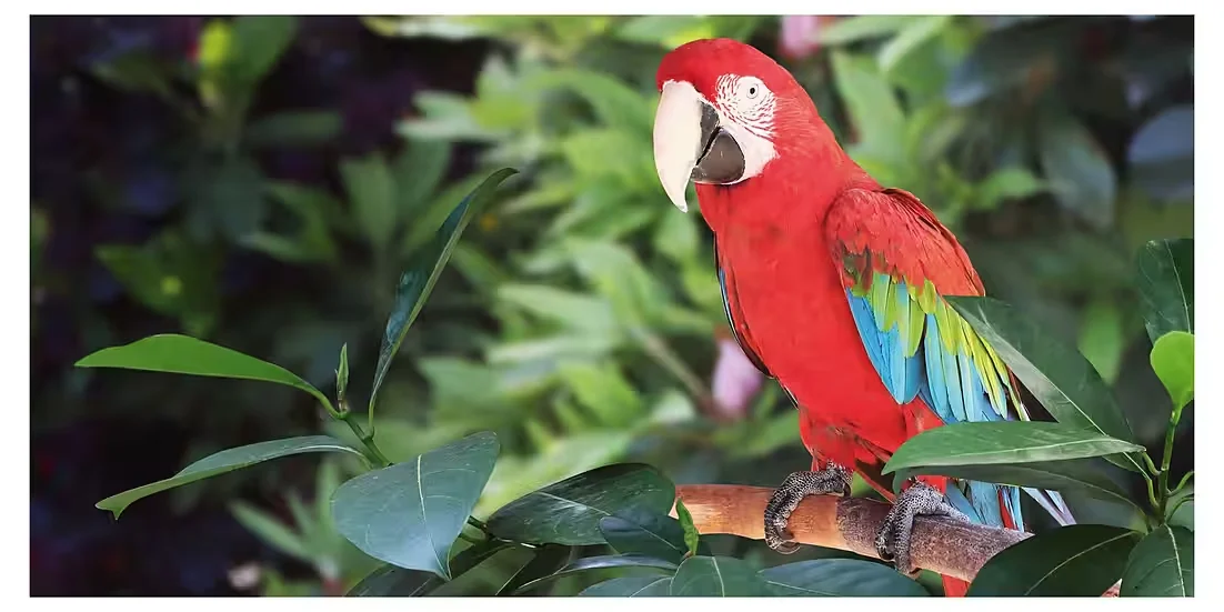 Panorama-Postkarte „Faszination Erde“ – Grünflügelara