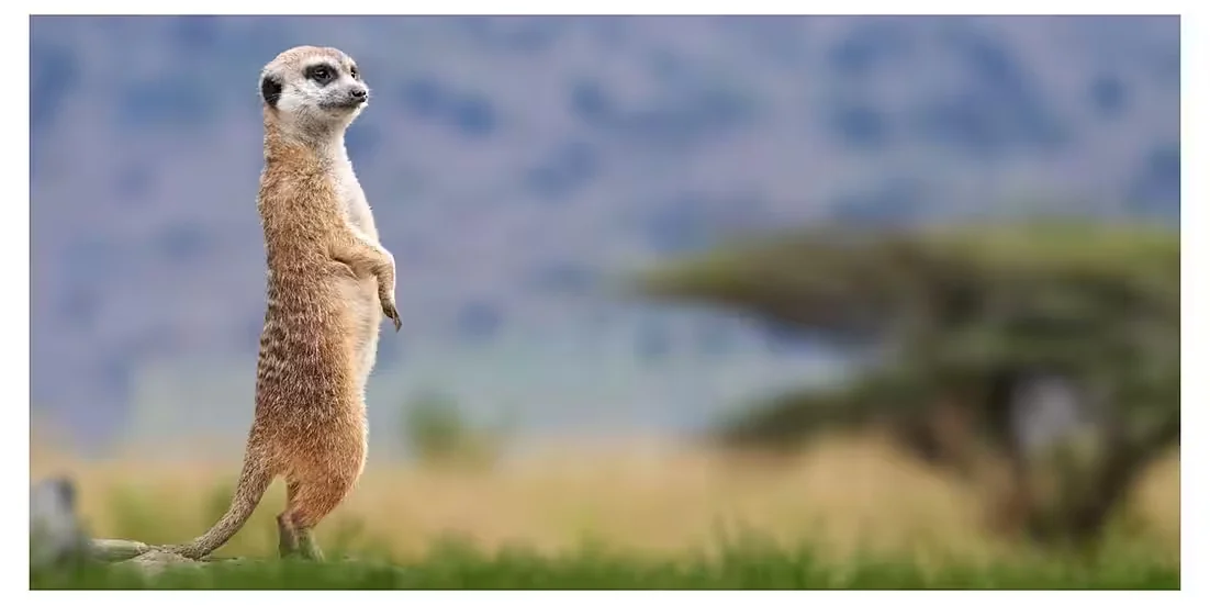 Panorama-Postkarte „Faszination Erde“ – Erdmännchen