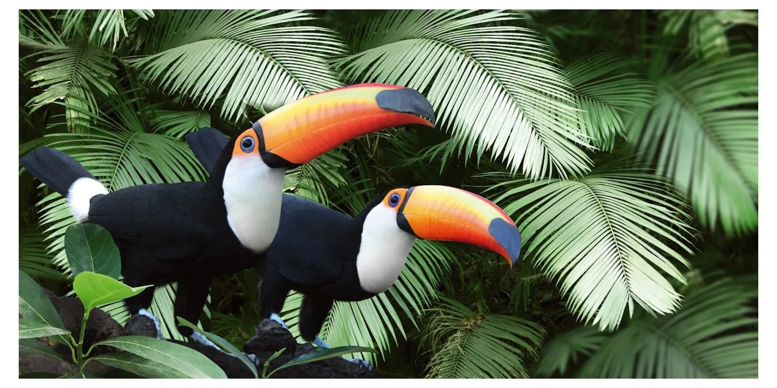 Panorama-Postkarte „Faszination Erde“ – Riesentukan